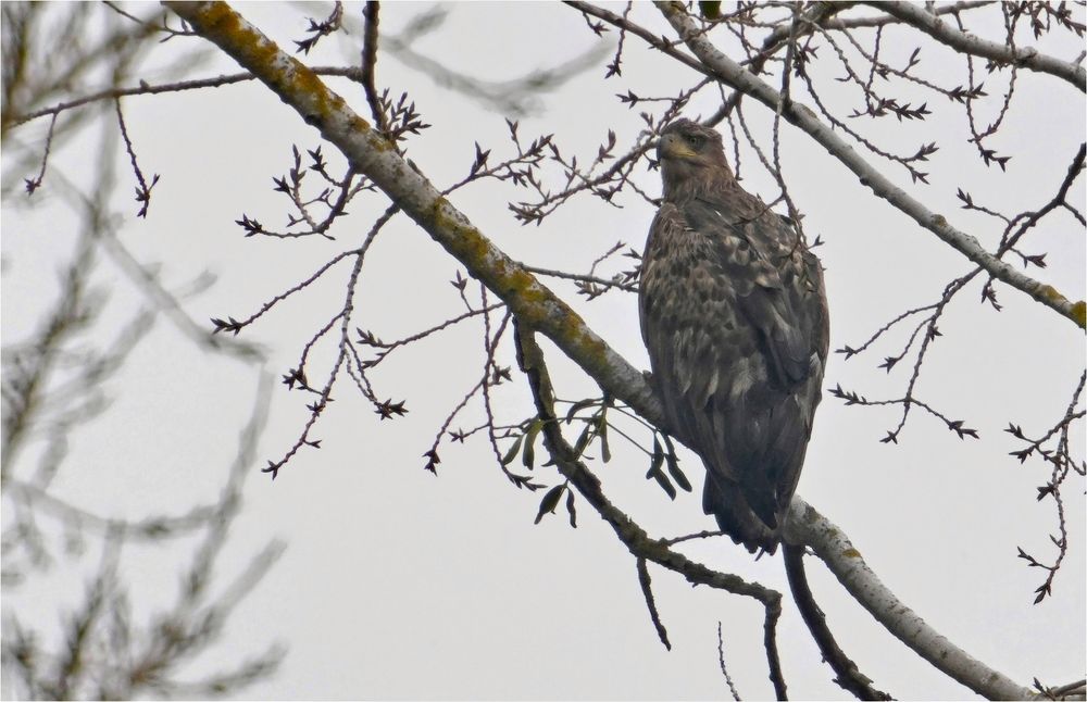 Junger Seeadler