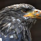 junger Seeadler