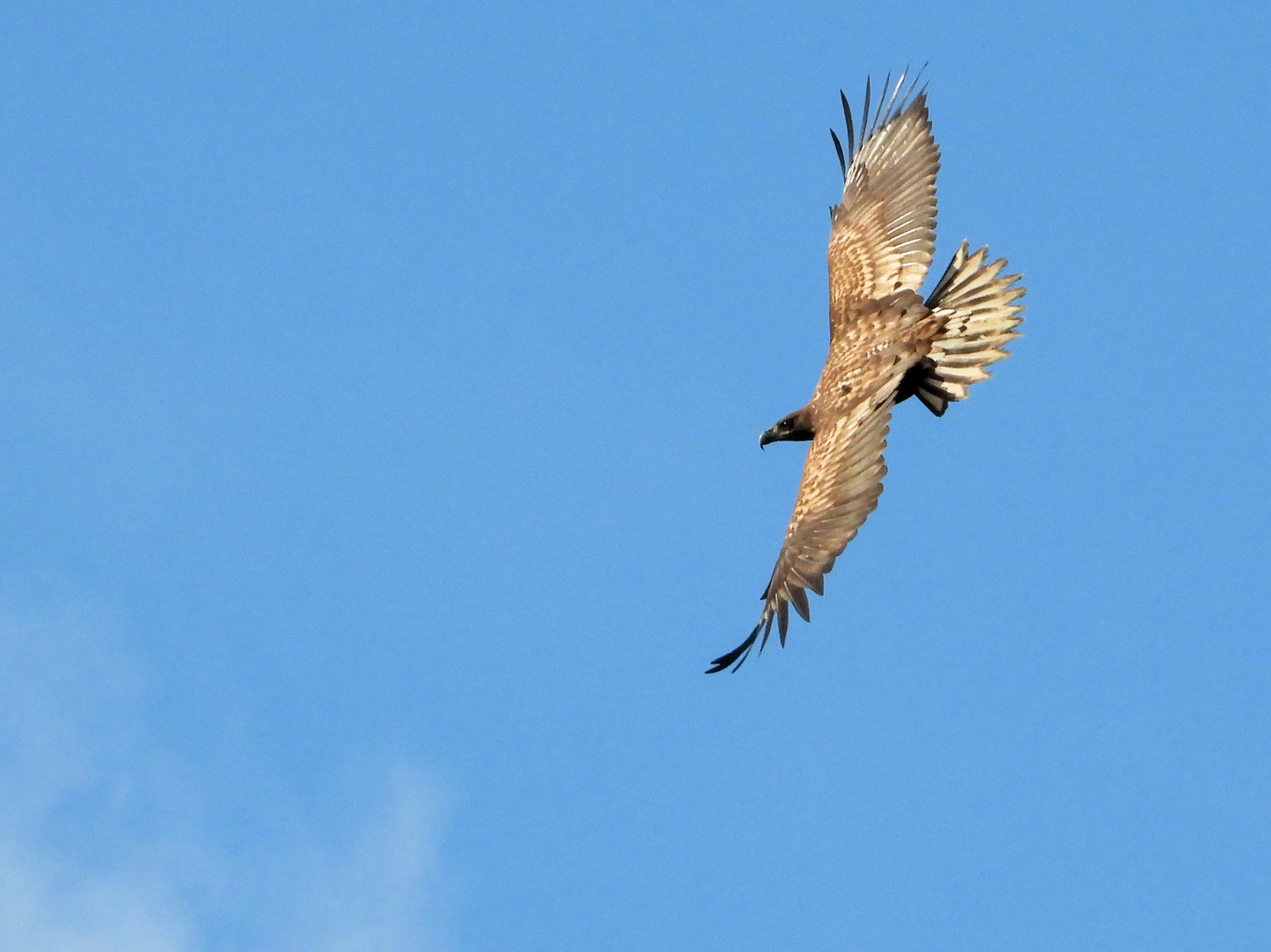 Junger Seeadler