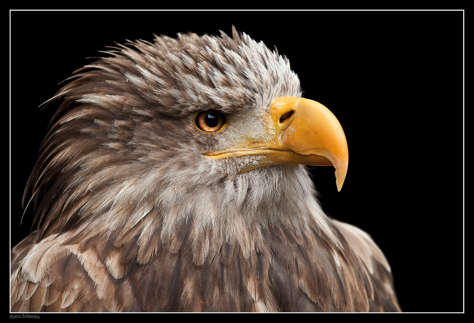 Junger Seeadler