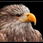 Junger Seeadler