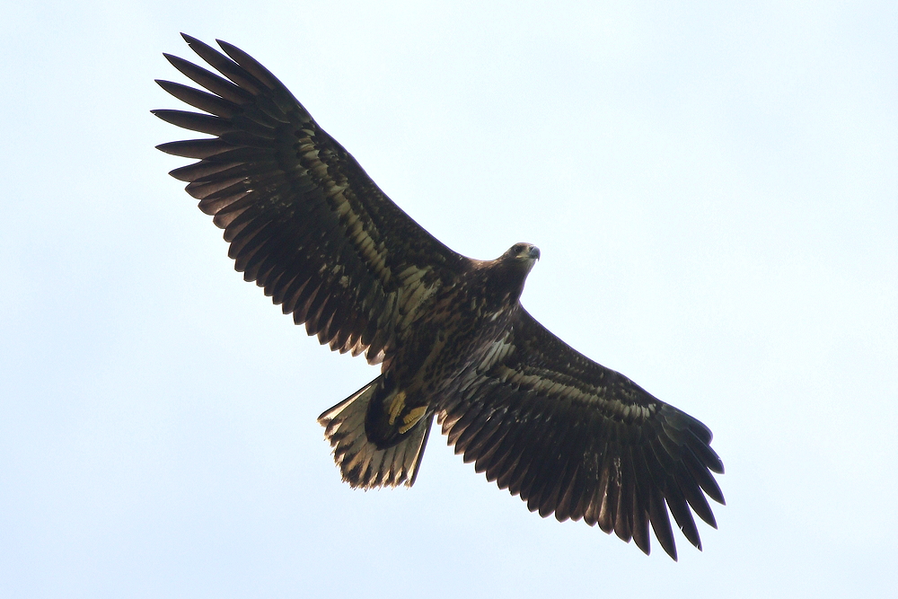 Junger Seeadler