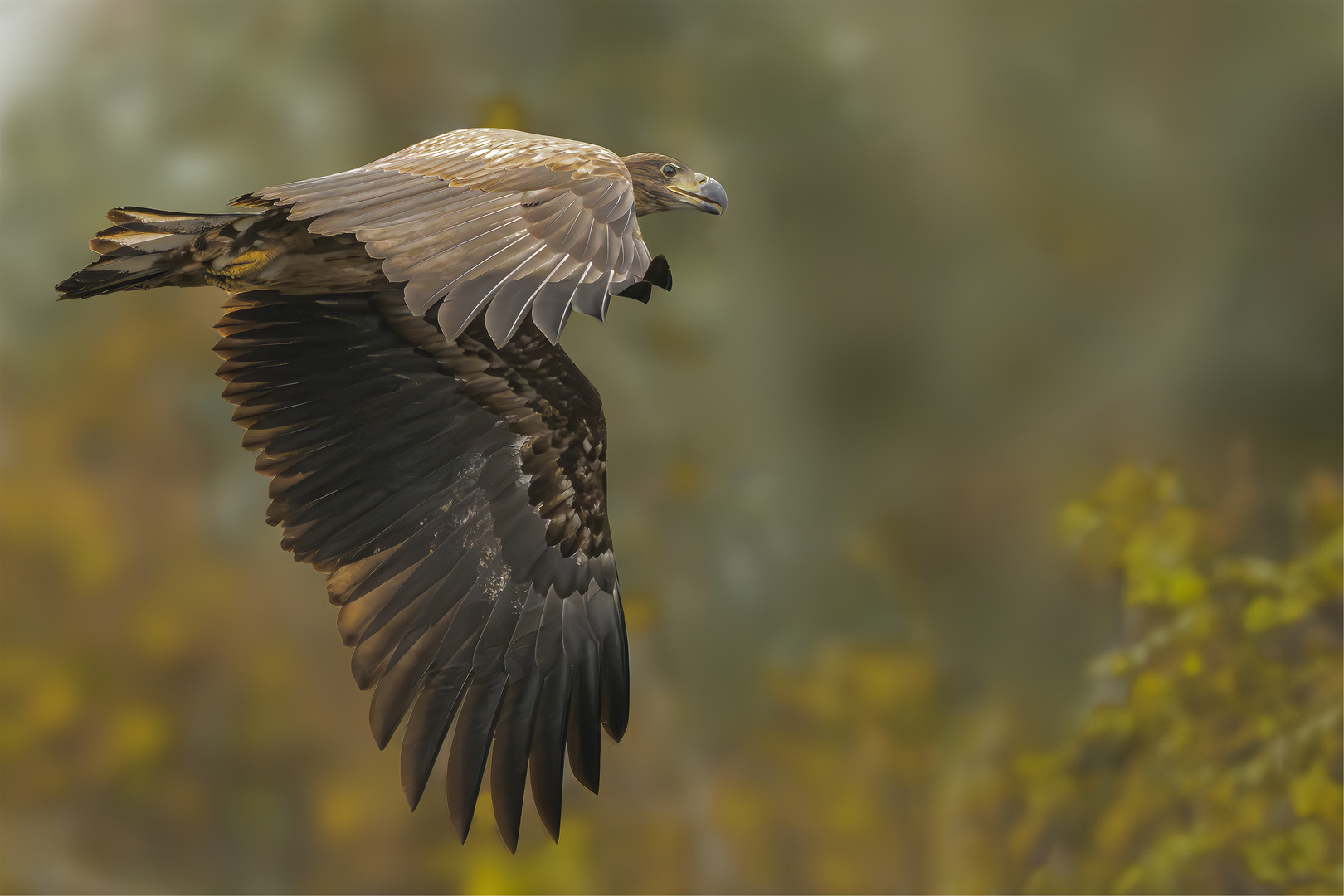 junger Seeadler