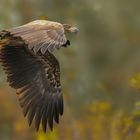 junger Seeadler