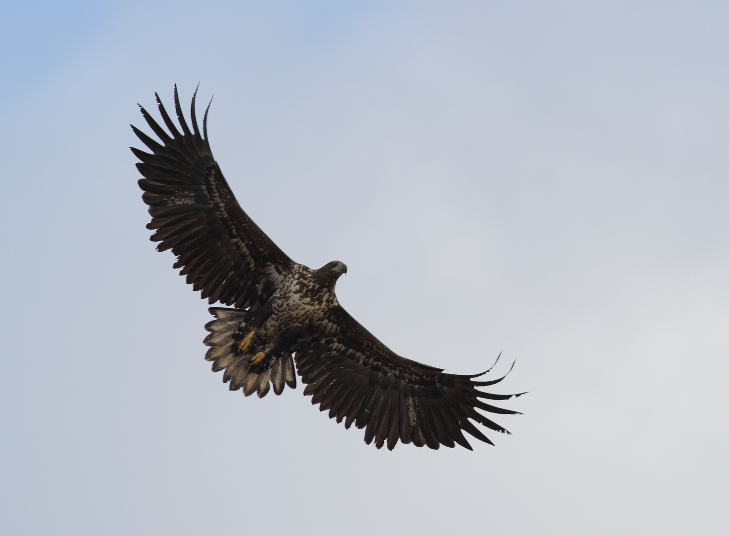 junger Seeadler