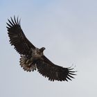 junger Seeadler