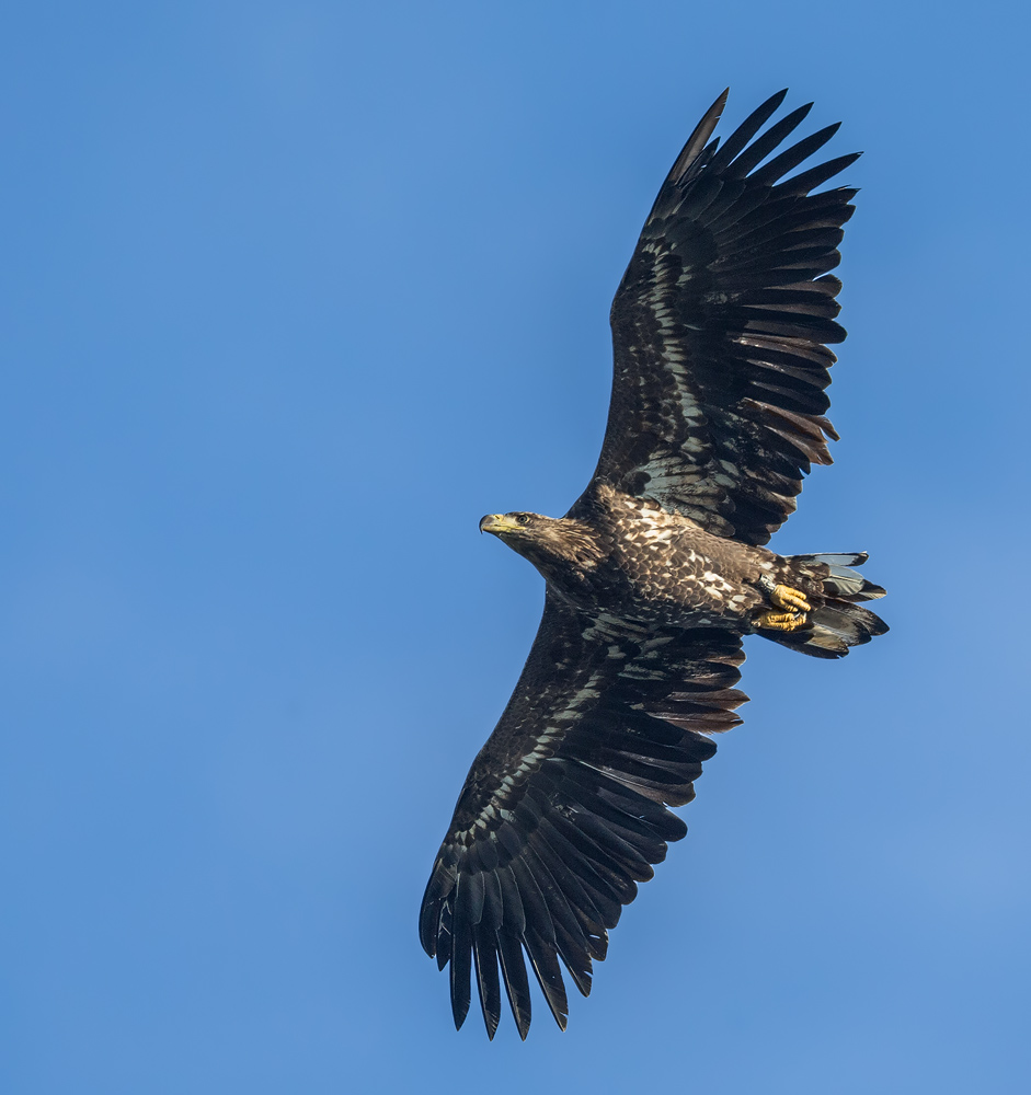 Junger Seeadler