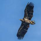 Junger Seeadler