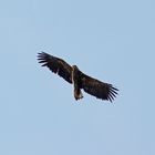 Junger Seeadler