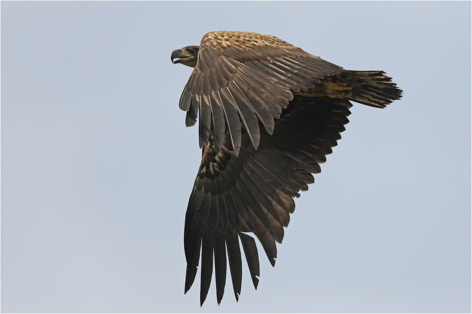 Junger Seeadler