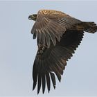 Junger Seeadler