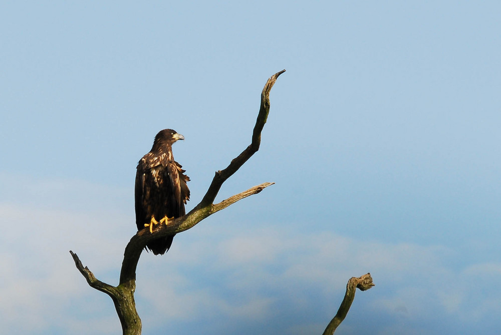 Junger Seeadler