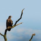 Junger Seeadler