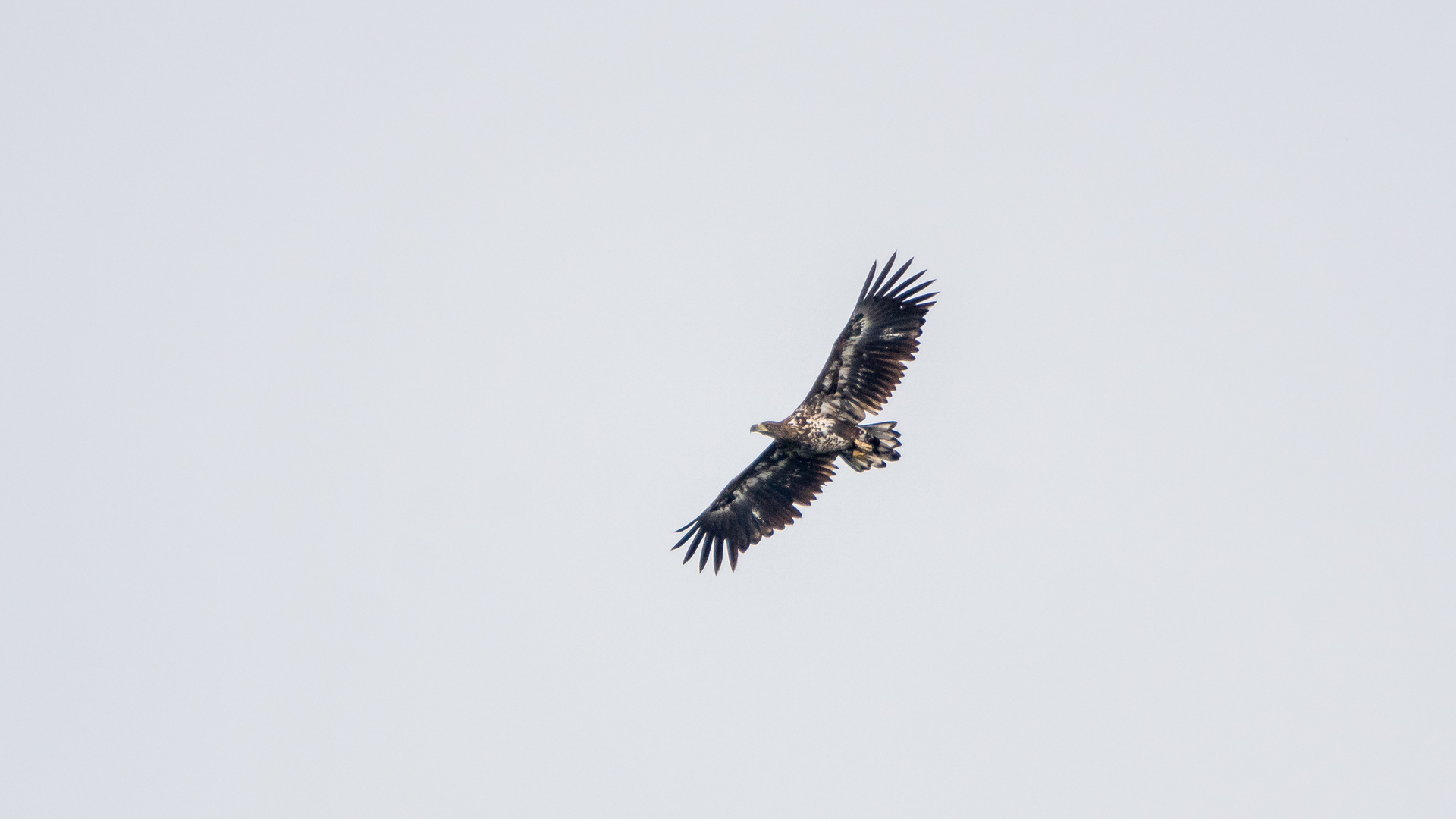 junger Seeadler (Doku)