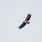 junger Seeadler (Doku)