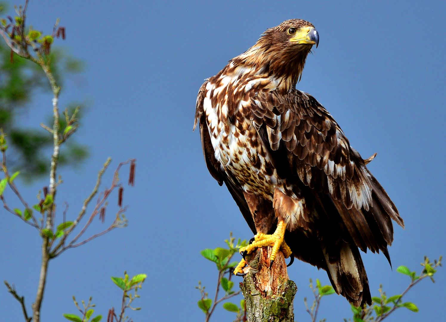 junger Seeadler