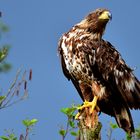 junger Seeadler