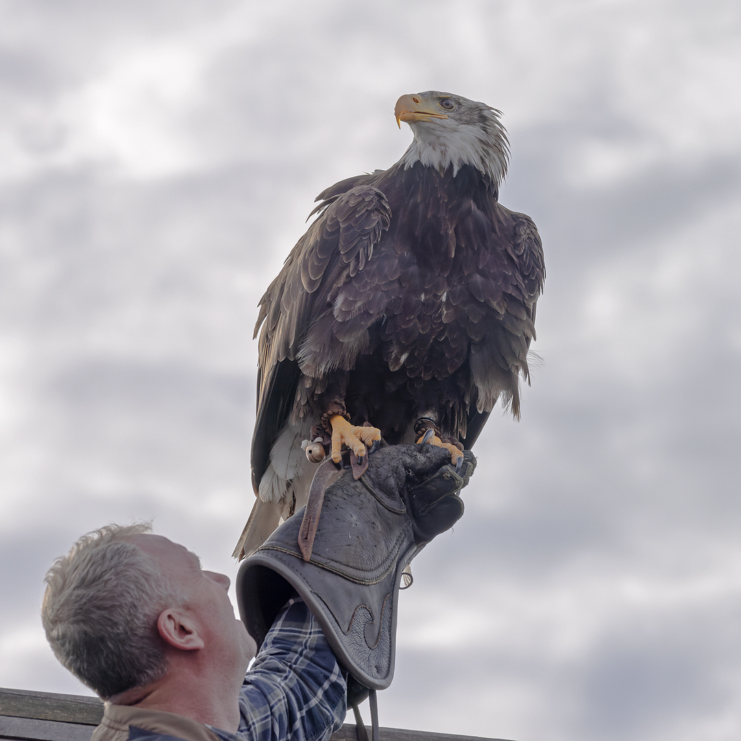 junger Seeadler