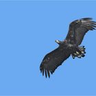 Junger Seeadler