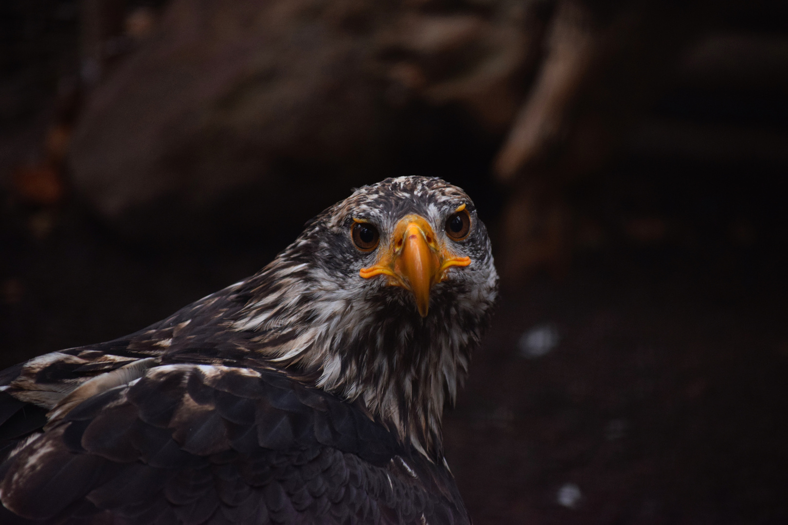 Junger Seeadler 