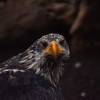 Junger Seeadler 