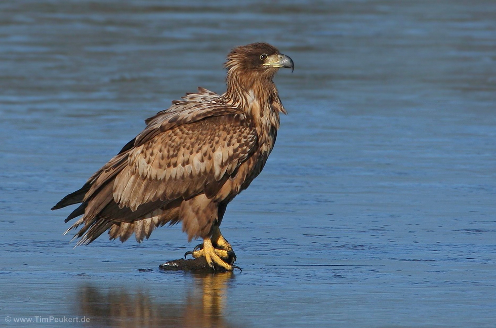 junger Seeadler