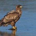 junger Seeadler