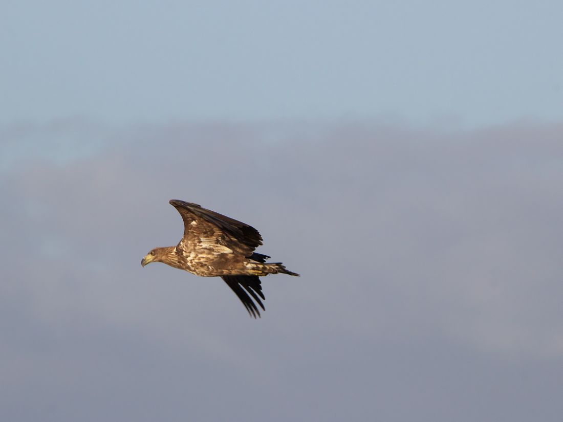 Junger Seeadler