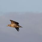 Junger Seeadler