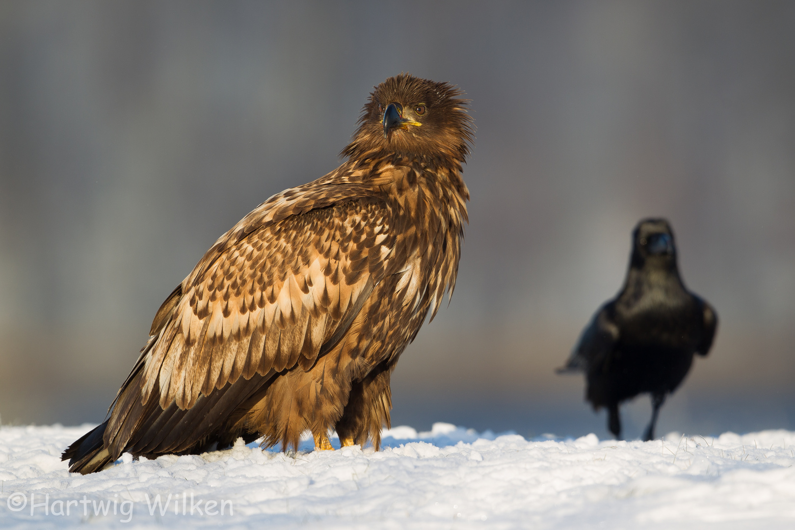 Junger Seeadler guckt