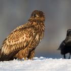 Junger Seeadler guckt