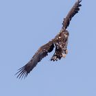 junger Seeadler (Haliaeetus albicilla)