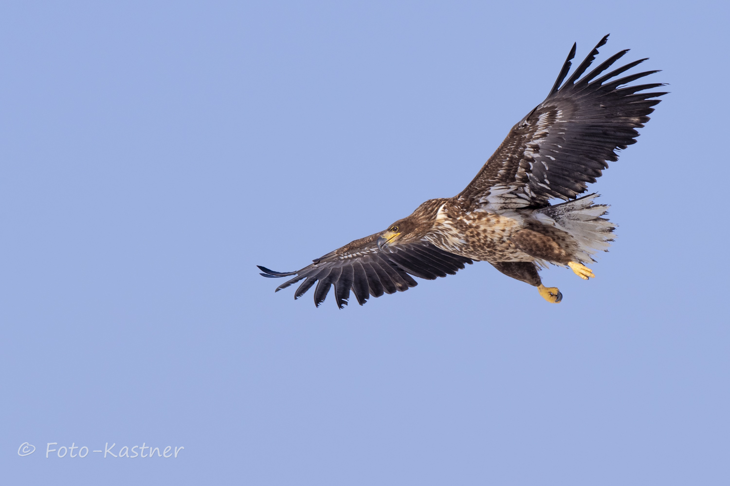 Junger Seeadler (Haliaeetus albicilla)