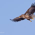 Junger Seeadler (Haliaeetus albicilla)