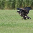 junger Seeadler (Haliaeetus albicilla)....