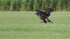 junger Seeadler (Haliaeetus albicilla)....