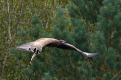 Junger Seeadler (Haliaeetus albicilla) mit Beute