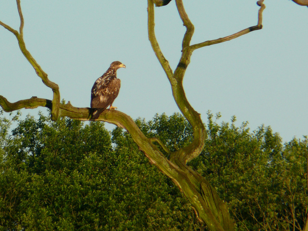 junger Seeadler im Abendlicht