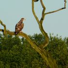 junger Seeadler im Abendlicht