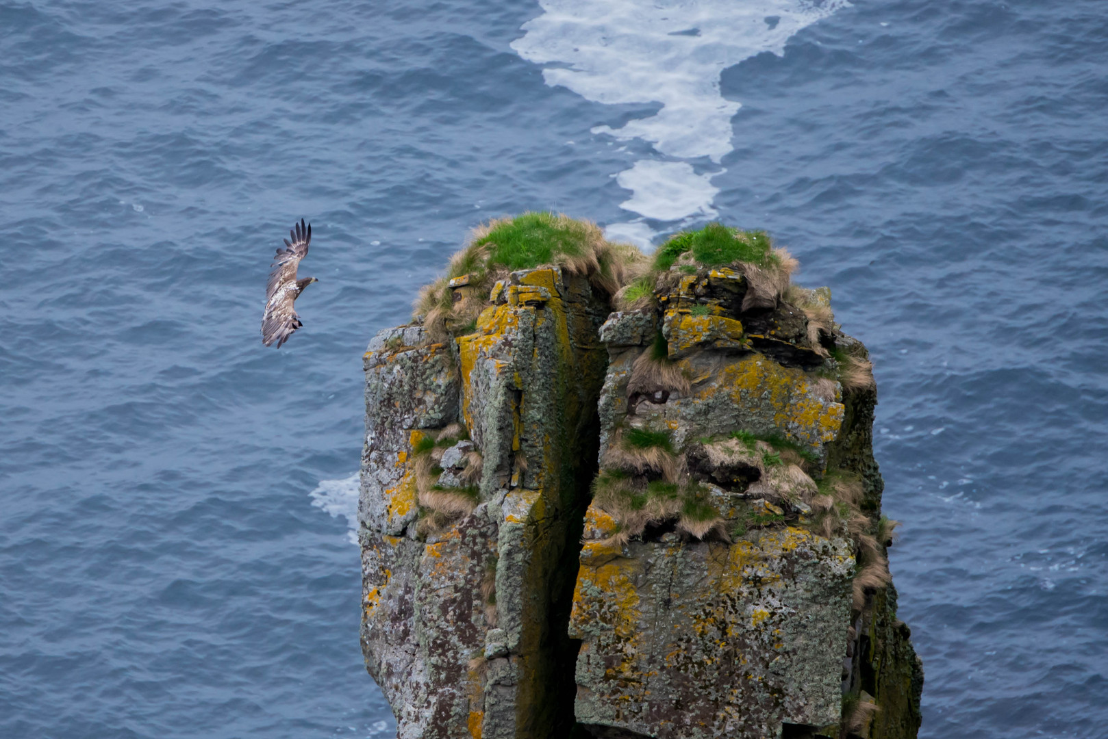 Junger Seeadler im Anflug...