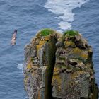 Junger Seeadler im Anflug...