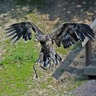 junger Seeadler im Anflug