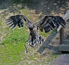 junger Seeadler im Anflug