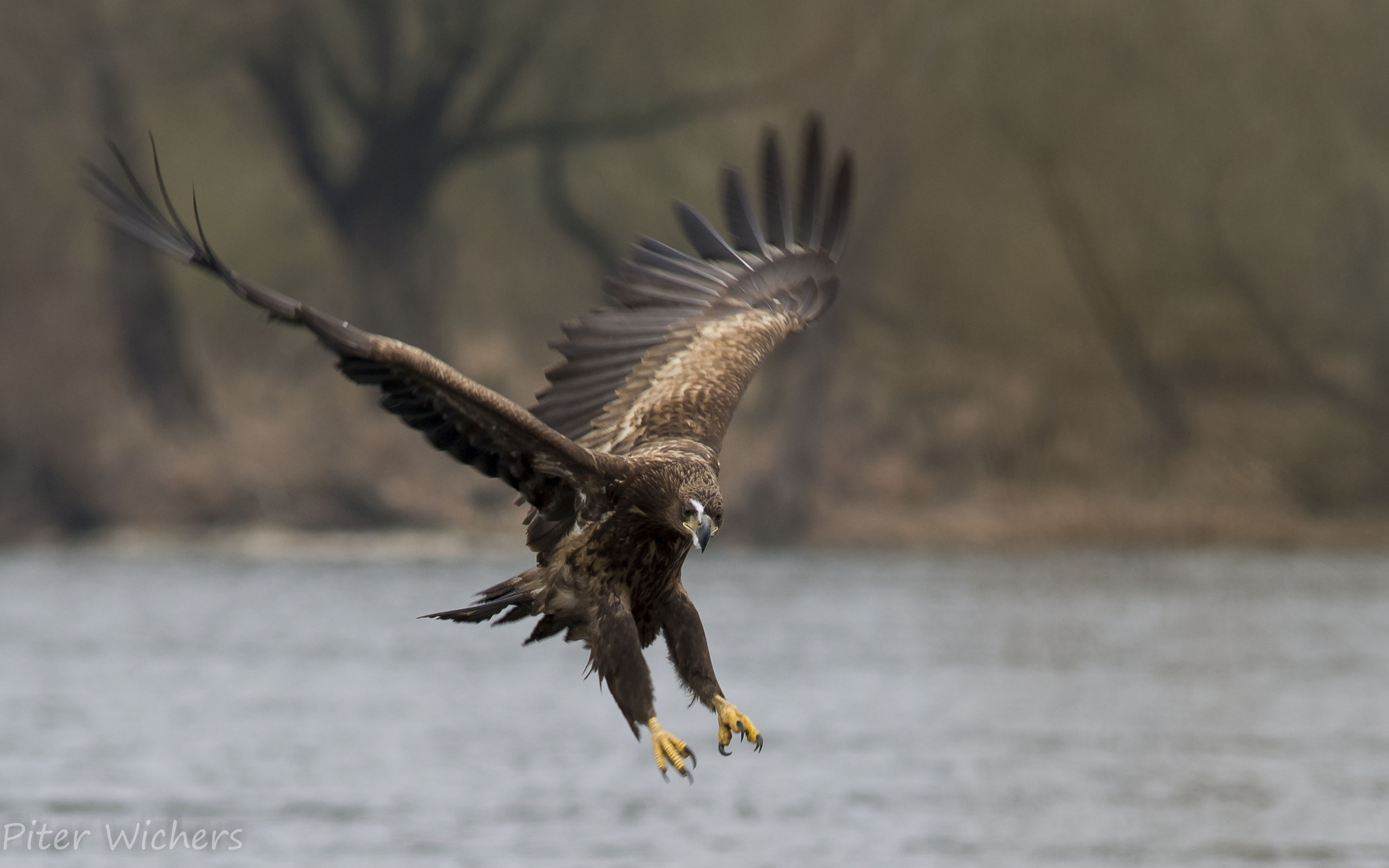 Junger Seeadler im Anflug