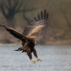 Junger Seeadler im Anflug