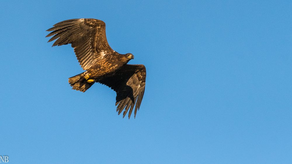 "Junger Seeadler im Flug 2022"