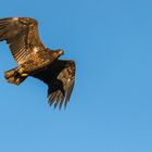 "Junger Seeadler im Flug 2022"