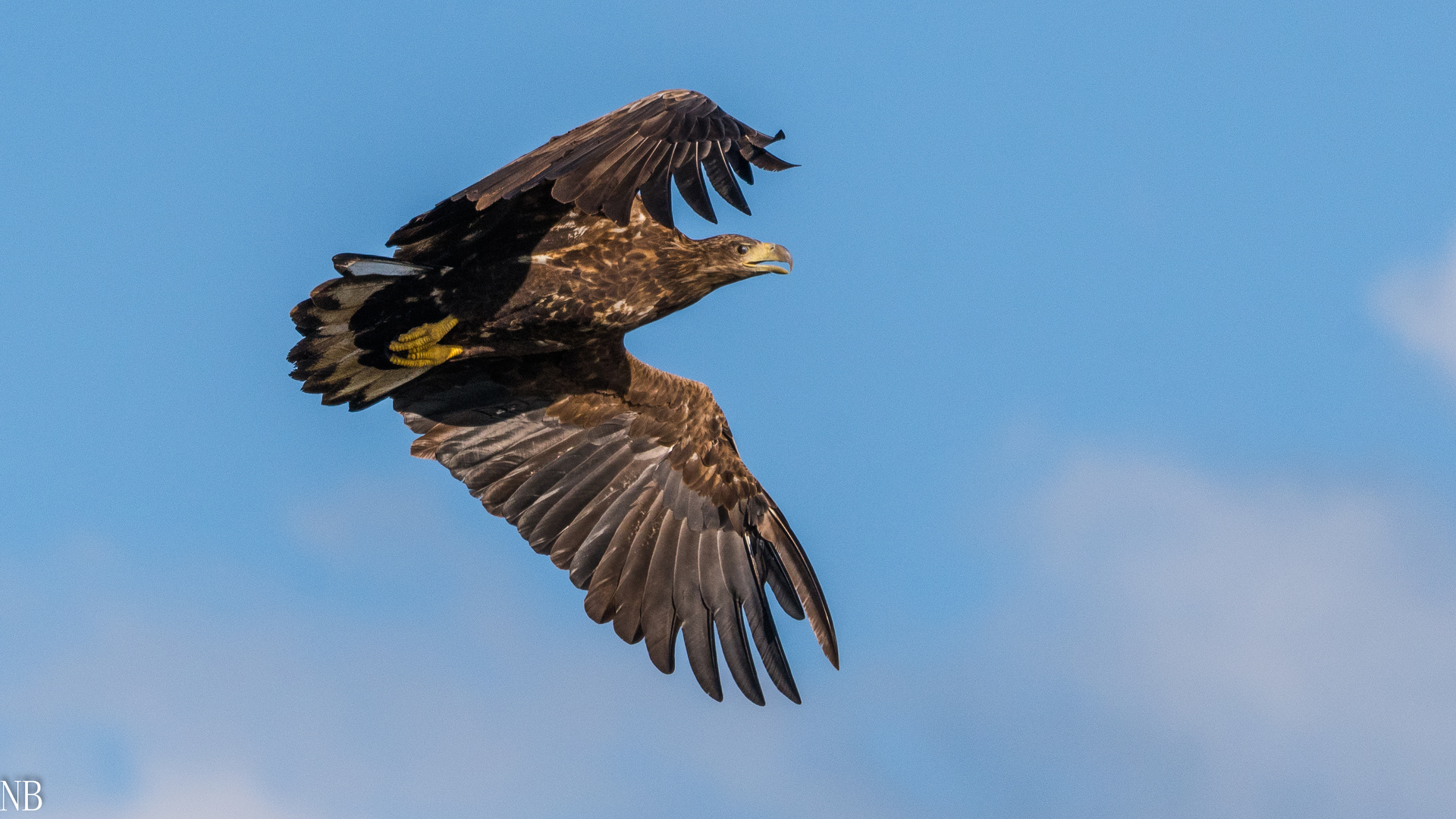 "Junger Seeadler im Flug 2023"