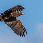 "Junger Seeadler im Flug 2023"