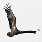 Junger Seeadler im Flug